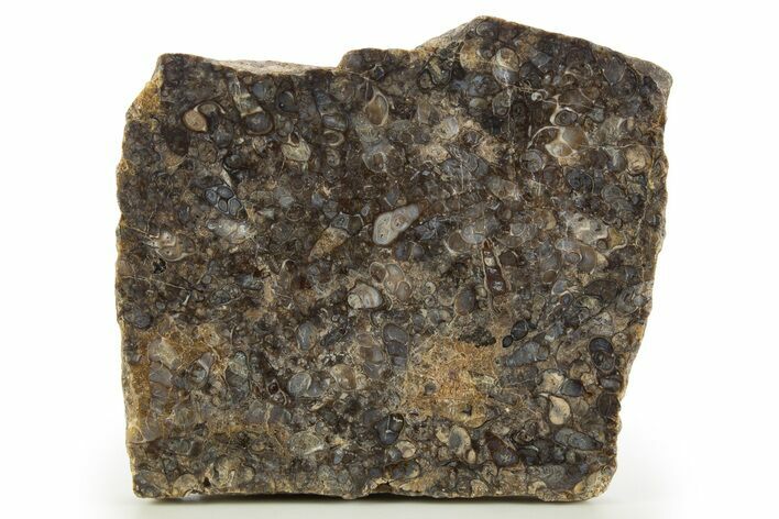 Polished Fossil Freshwater Snails (Elimia) In Limestone - Wyoming #332997